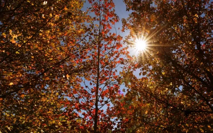 Framed Print : autumn colour leaves with sun star Framed Print : autumn colour leaves with sun star