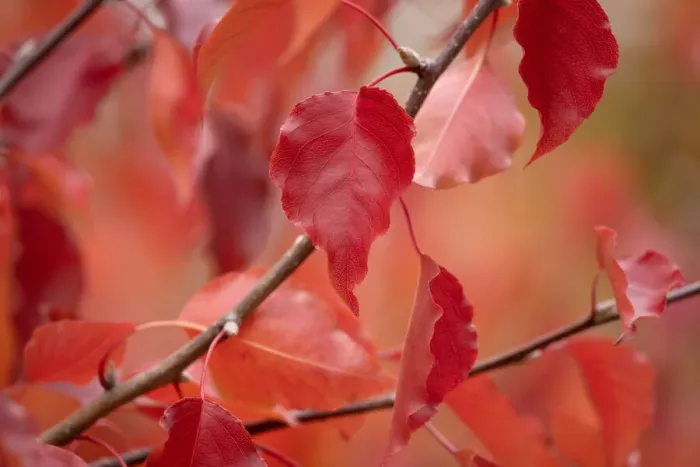 Framed Print : Autumn colours