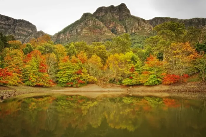 Framed Print : Autumn Colours, Cape Town, South Africa