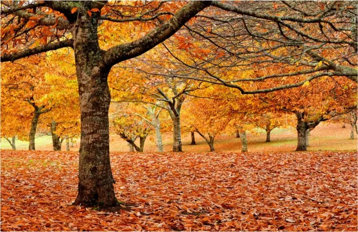 Framed Print : Autumn colours in a chestnut orchard, Central Victoria Framed Print : Autumn colours in a chestnut orchard, Central Victoria