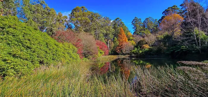 Framed Print : Autumn colours in the Dandenong Ranges National Park, Victoria, Australia Framed Print : Autumn colours in the Dandenong Ranges National Park, Victoria, Australia