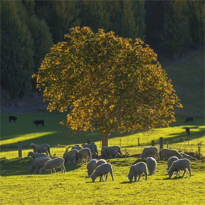 Framed Print : Autumn colours around Glendhu bay