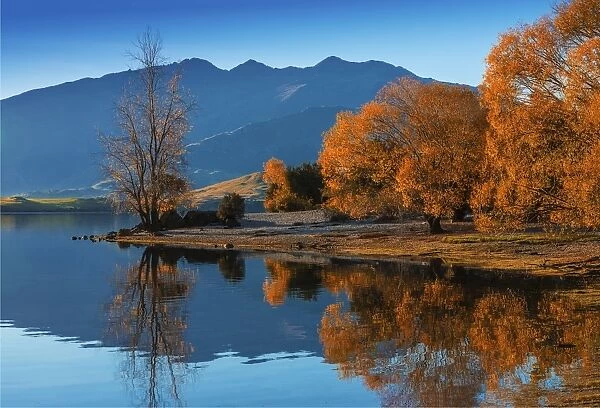 Autumn colours around Glendhu bay, near lake Wanaka, South Island of New Zealand