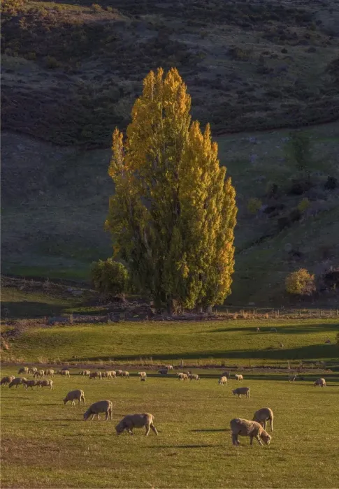 Framed Print : Autumn colours around Glendhu bay, near lake Wanaka, South Island of New Zealand