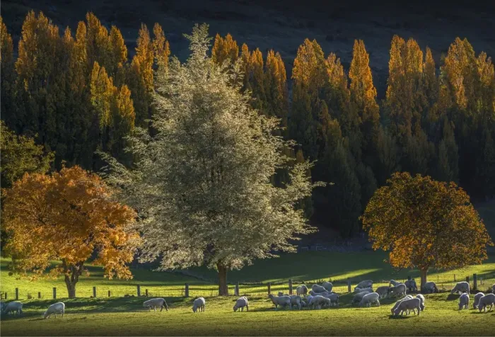 Framed Print : Autumn colours around Glendhu bay, near lake Wanaka, South Island of New Zealand