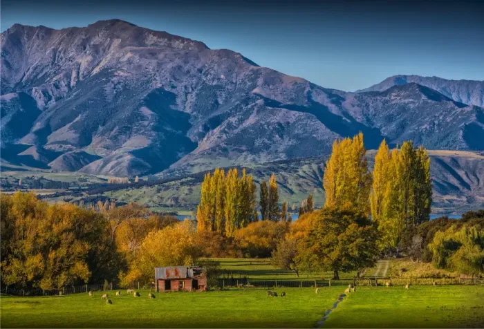Framed Print : Autumn colours around Glendhu bay, near lake Wanaka, South Island of New Zealand