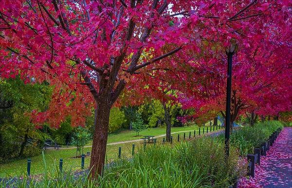 Autumn colours, Hepburn Springs, Victoria, Australia