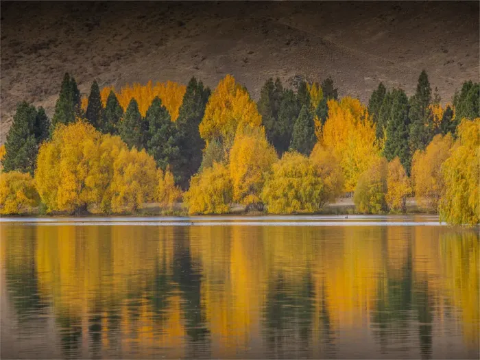 Framed Print : Autumn colours near Twizel, South Island, New Zealand Framed Print : Autumn colours near Twizel, South Island, New Zealand