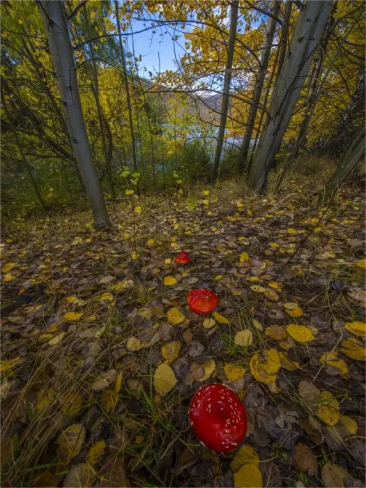 Framed Print : Autumn colours at Twizel