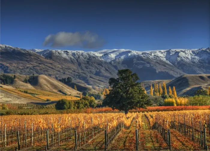 Framed Print : Autumn in Cromwell, south island New Zealand