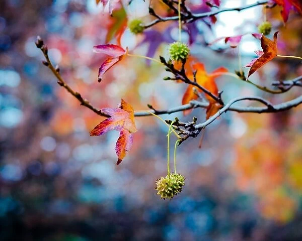 Autumn foliage and fruits of sweetgum tree