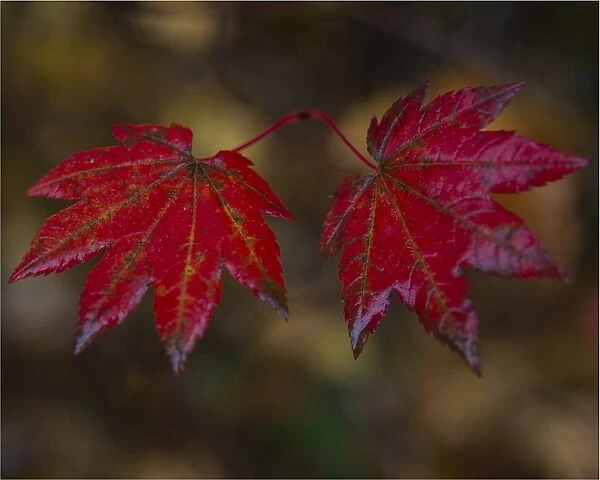 Autumn foliage, Greenwater, Enumclaw, Washington State, USA
