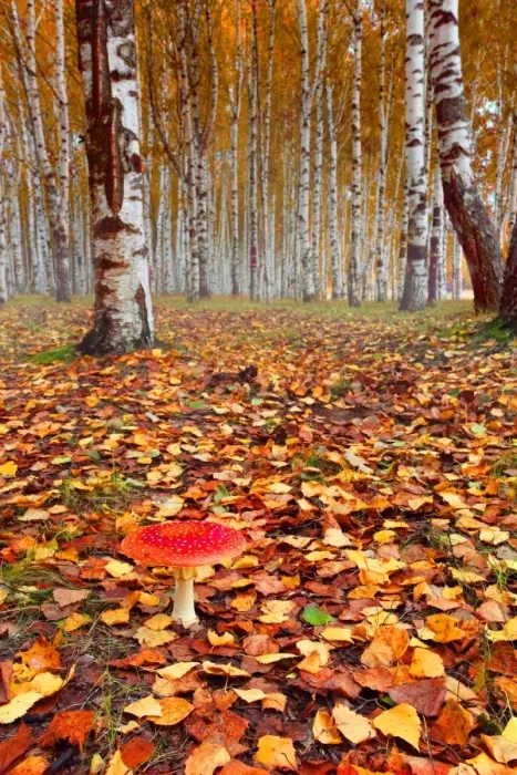 Framed Print : Autumn Forest Framed Print : Autumn Forest