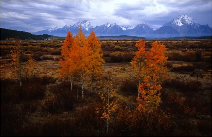 Framed Print : Autumn in the Grand Teton National Park, Wyoming, United States Framed Print : Autumn in the Grand Teton National Park, Wyoming, United States