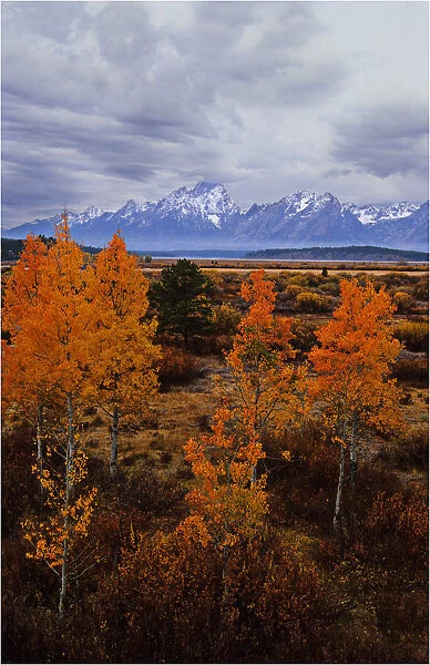 Autumn in the Grand Teton National Park, Wyoming, United States