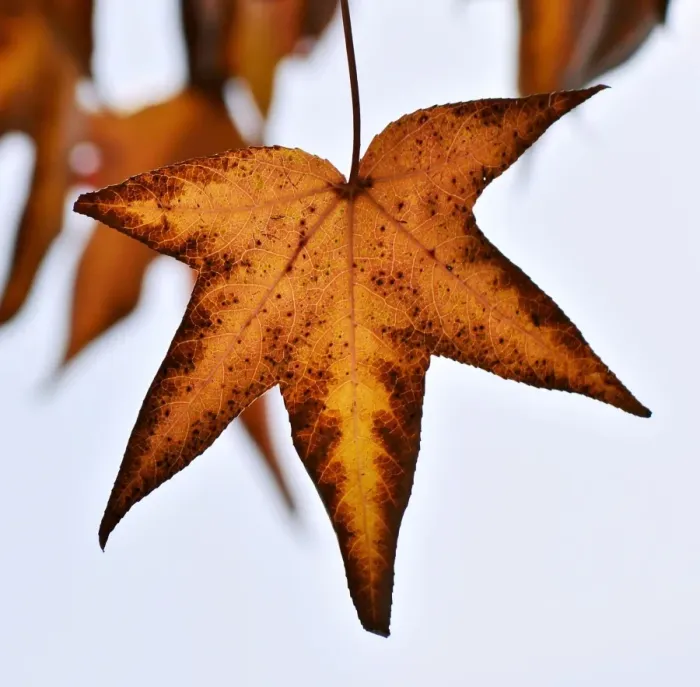 Framed Print : Autumn Leaf