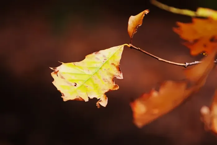 Framed Print : Autumn leaf