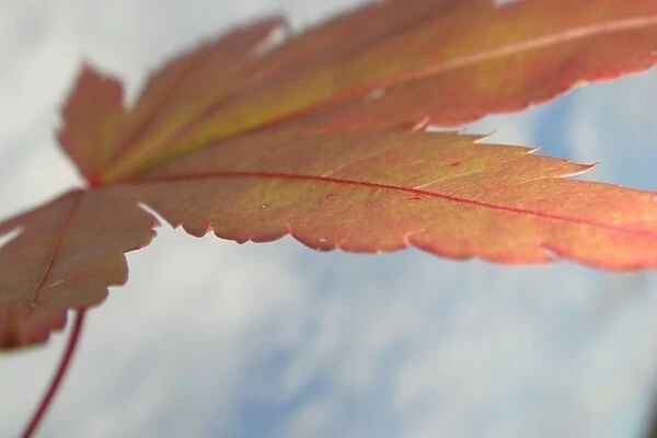 Autumn leaf aloft