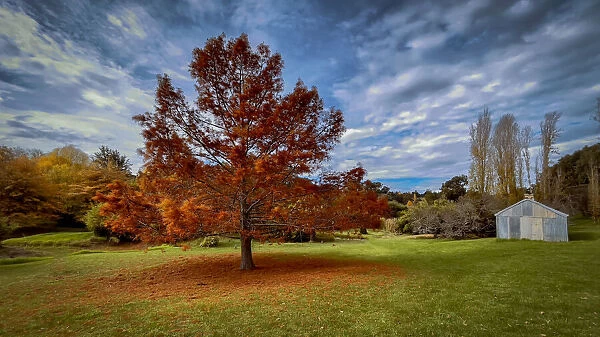 Autumn Leaf Colours - Western Australia