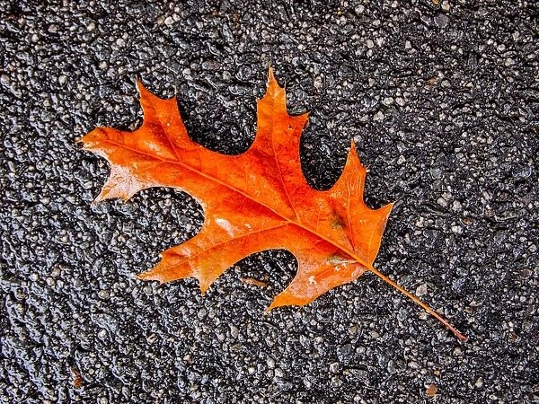 Autumn leaf on sidewalk