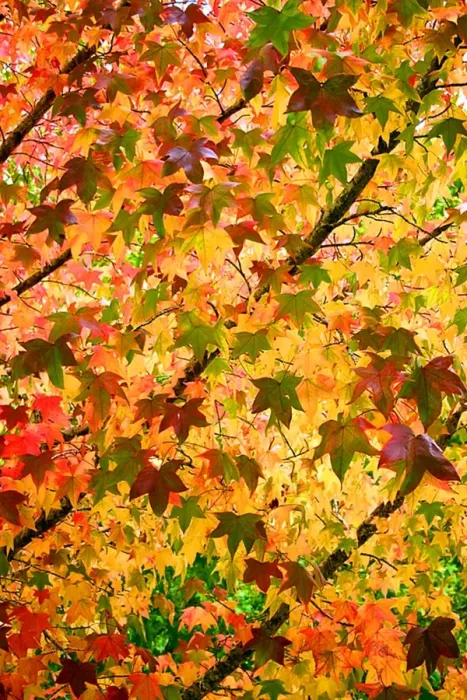 Framed Print : Autumn Leaves Framed Print : Autumn Leaves