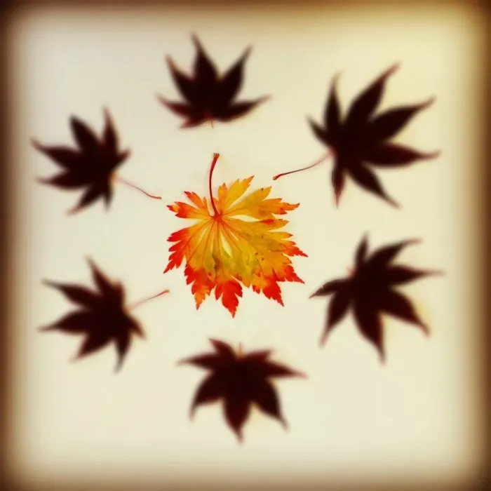 Framed Print : Autumn leaves Framed Print : Autumn leaves