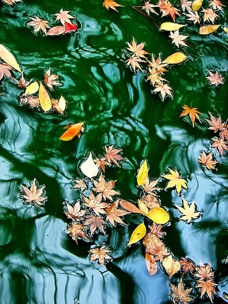 Autumn leaves floating on a pond
