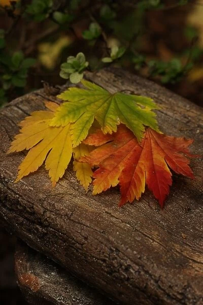 Autumn leaves on log