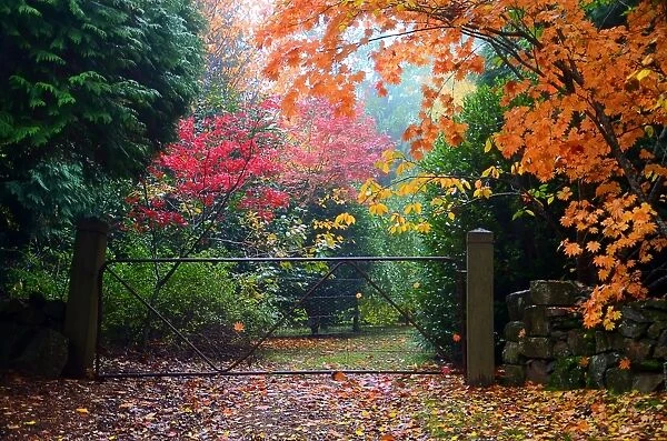 Autumn leaves & trees over gated driveway