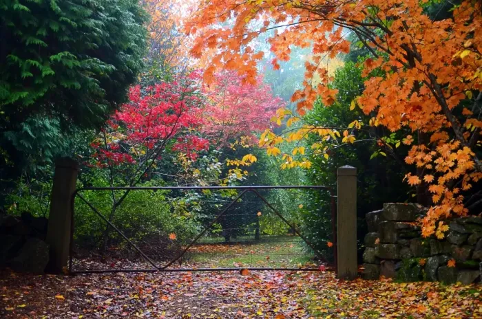 Framed Print : Autumn leaves & trees over gated driveway Framed Print : Autumn leaves & trees over gated driveway