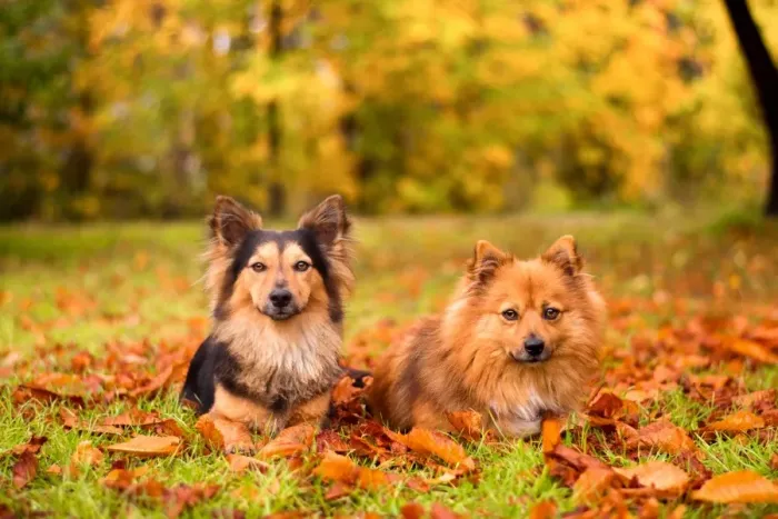 Framed Print : Autumn Pooches