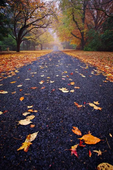 Framed Print : Autumn road