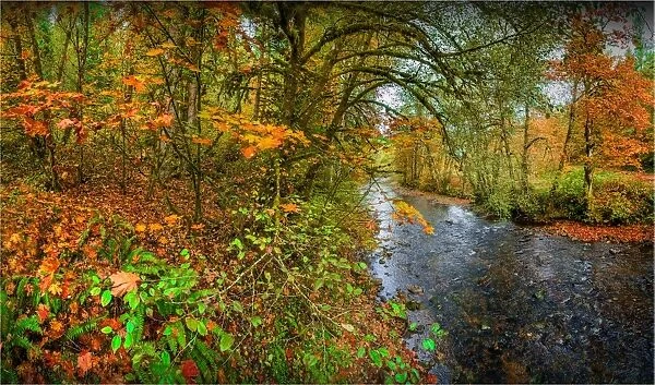 Autumn in South Prairie creek, Washington State, USA