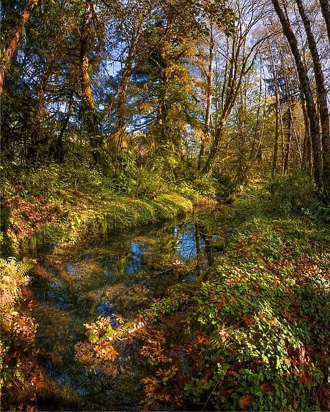 Autumn in South Prairie creek, Washington State, USA