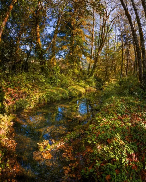 Framed Print : Autumn in South Prairie creek, Washington State, USA Framed Print : Autumn in South Prairie creek, Washington State, USA