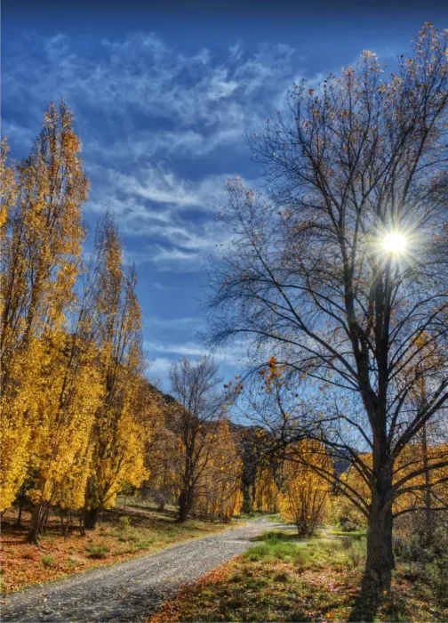 Framed Print : Autumn sunstar Framed Print : Autumn sunstar