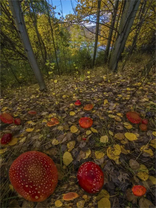 Framed Print : Autumn toadstools Twizel Framed Print : Autumn toadstools Twizel
