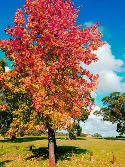 Framed Print : Autumn View