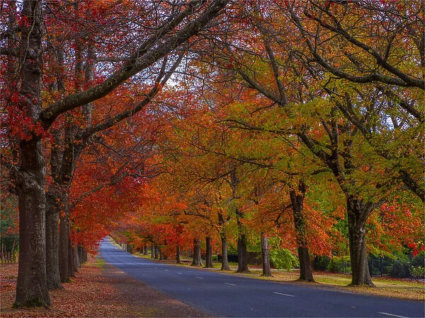 Autumnal seasonal colours in Mount Macedon, Victoria, Australia