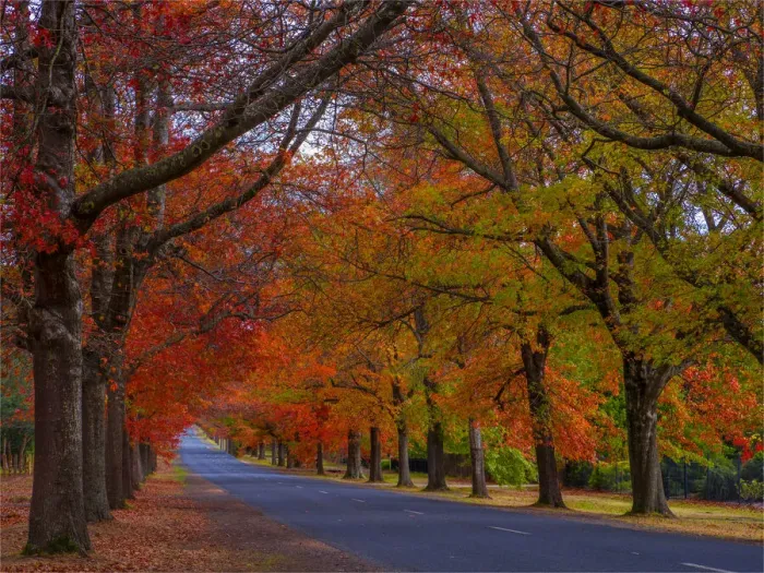 Framed Print : Autumnal seasonal colours in Mount Macedon, Victoria, Australia