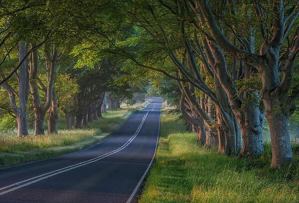 Avenue of Beech Trees