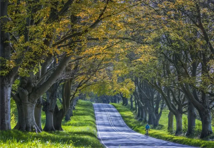 Framed Print : Avenue of Beech trees, Badbury rings, Dorset, England, United Kingdom