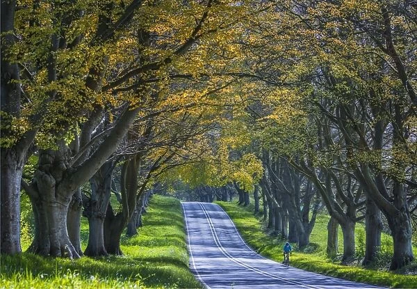 Avenue of Beech trees, Badbury rings, Dorset, England, United Kingdom
