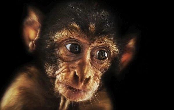 Baby Barbary Macaque (Macaca sylvanus)