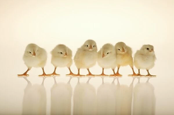 Baby chickens in a row