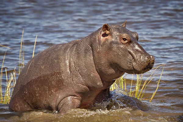 Baby Hippo, Chobe National Park, Botswana