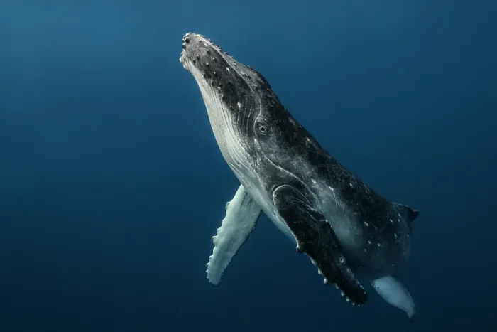 Framed Print : Baby Humpback