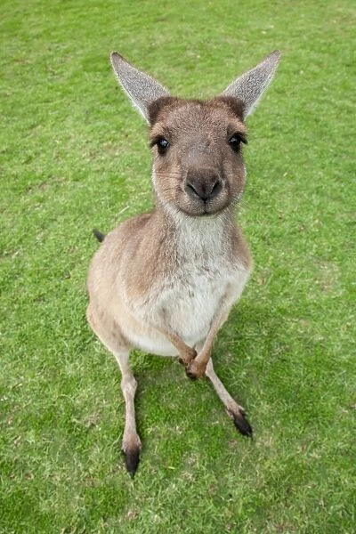 A baby kangaroo looking at the camera