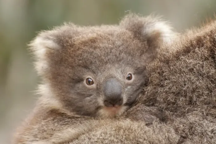 Framed Print : Baby Koala Framed Print : Baby Koala