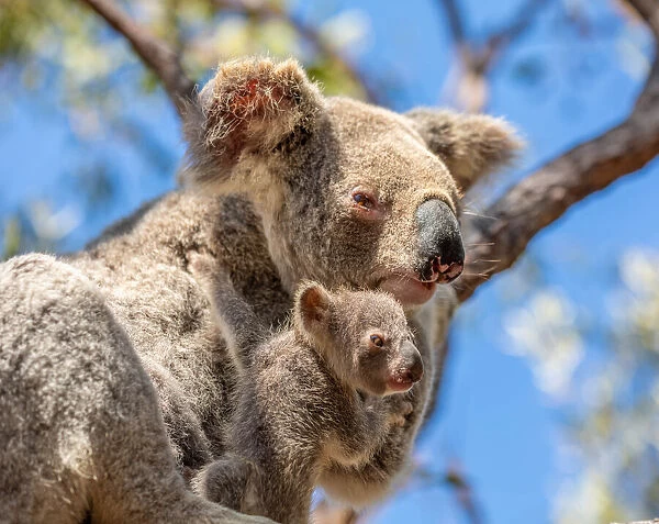 A baby koala and mother sitting in a gum tree